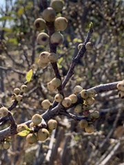 Ficus ingens