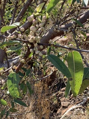 Ficus ingens
