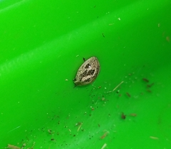 Paropsisterna semifumata