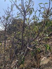 Ficus ingens