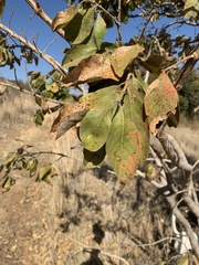 Combretum zeyheri
