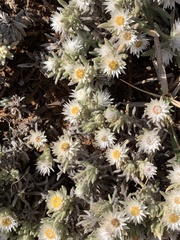 Helichrysum cerastioides