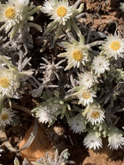 Helichrysum cerastioides