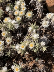 Helichrysum cerastioides