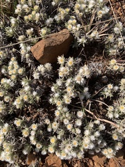 Helichrysum cerastioides