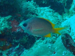 Chromis analis