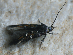 Pancalia schwarzella