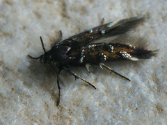 Pancalia schwarzella