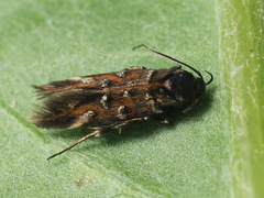 Pancalia schwarzella