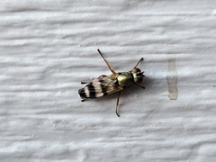 Chaetopsis fulvifrons