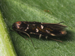 Pancalia schwarzella