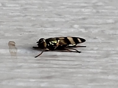 Chaetopsis fulvifrons