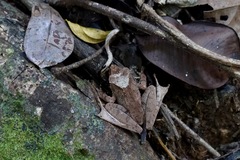 Gephyromantis luteus