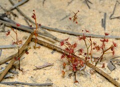 Drosera radicans