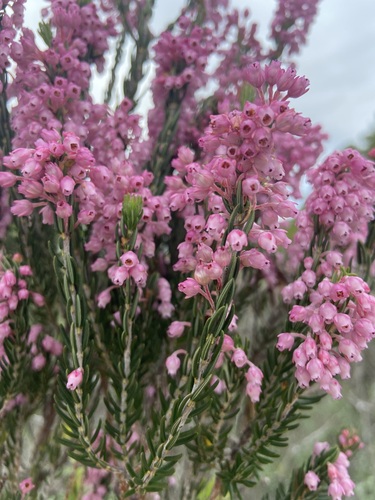 Image of Erica irregularis by (c) Janine Steytler, some rights reserved (CC BY-SA)