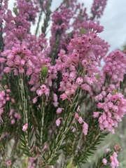 Erica irregularis