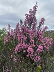 Erica irregularis