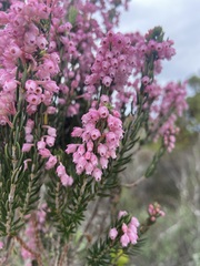 Erica irregularis