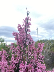 Erica irregularis