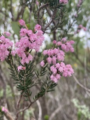 Erica irregularis