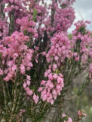 Erica irregularis