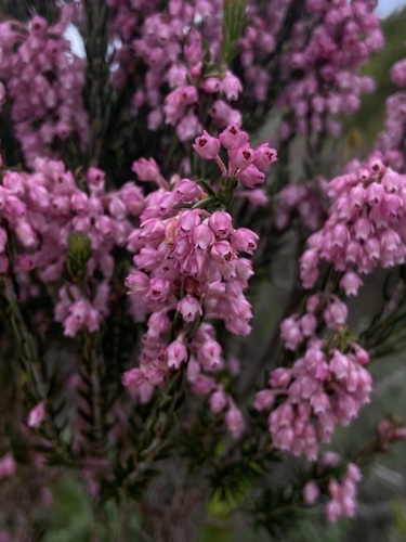 Image of Erica irregularis by (c) Janine Steytler, some rights reserved (CC BY-SA)