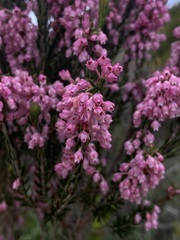 Erica irregularis