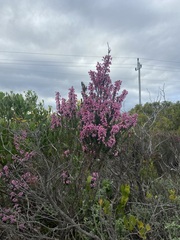 Erica irregularis