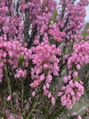 Erica irregularis