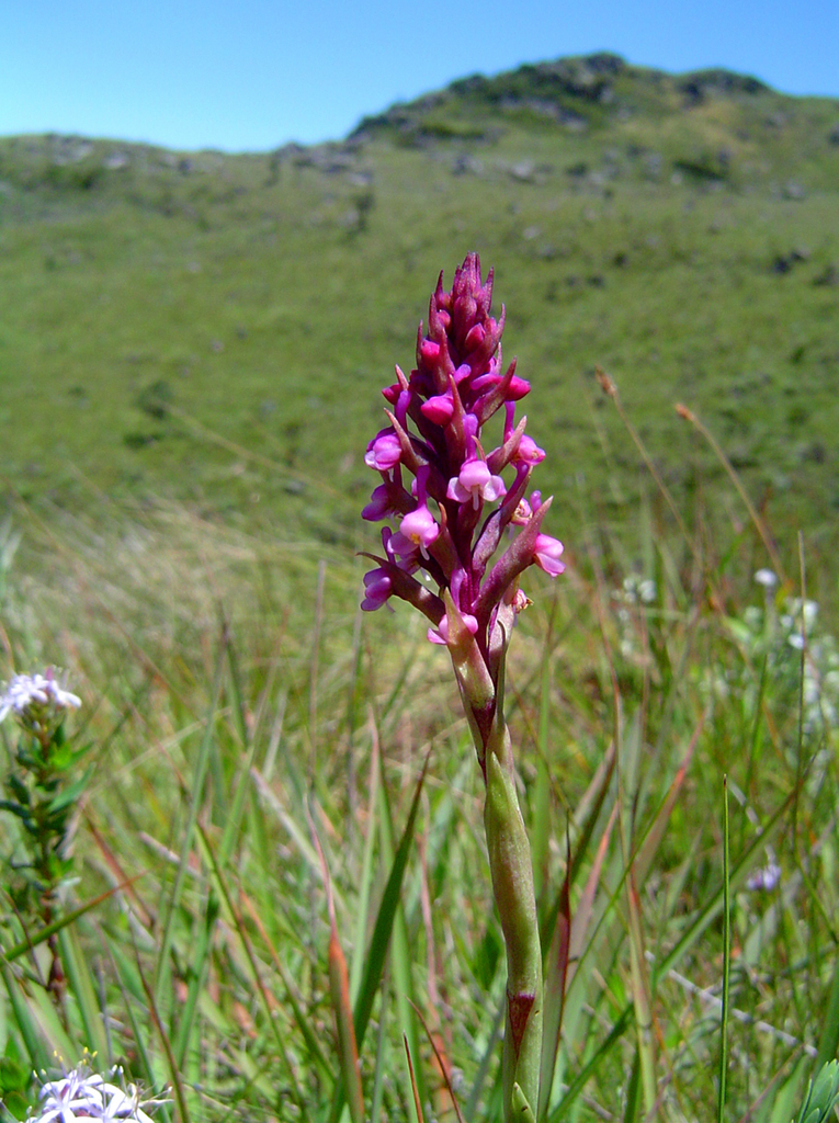 Disa zimbabweensis