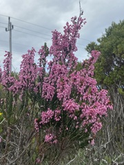 Erica irregularis