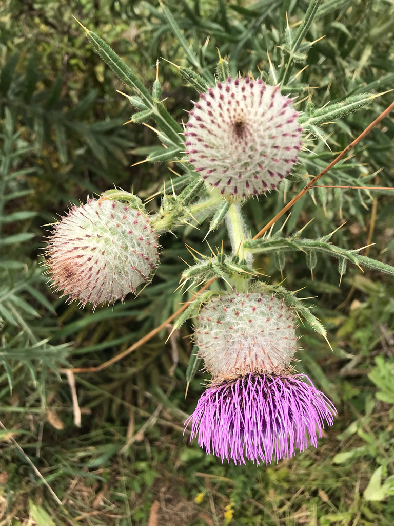Woolly Thistle from Andover on July 30, 2022 at 0233 PM by heatherjs