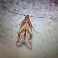Epermenia falciformis