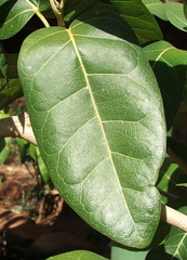 Ficus ingens