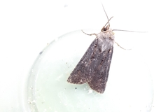 Agrotis segetum