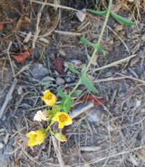 Hypericum perfoliatum