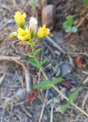 Hypericum perfoliatum