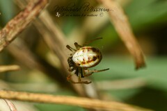 Hypsosinga albovittata