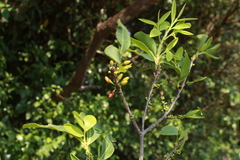 Erythroxylaceae