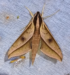 Xylophanes acrus