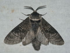 Acossus terebra