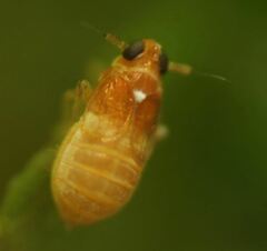 Flavoclypeus andromedus