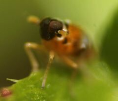 Flavoclypeus andromedus