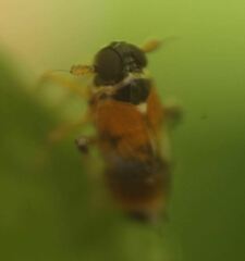 Flavoclypeus andromedus