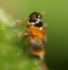 Flavoclypeus andromedus