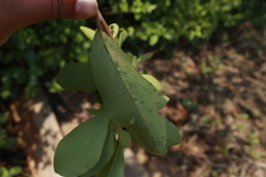 Erythroxylaceae