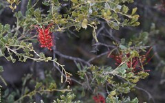 Grevillea variifolia