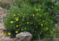 Hibbertia capensis