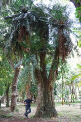 Cycas