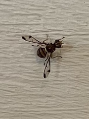 Zeugodacus cucurbitae